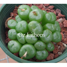 C.ectypum RR1140 - Seed
